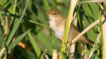 Eurasian Reed Warbler