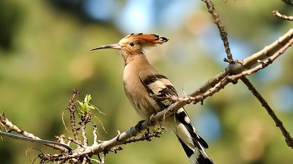 Eurasian Hoopoe