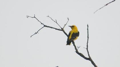 Eurasian Golden Oriole