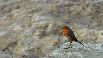 European Robin