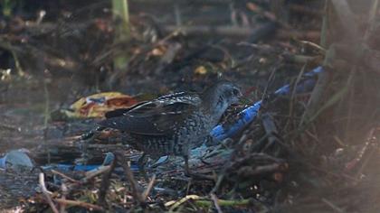Spotted Crake