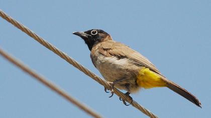White-spectacled Bulbul