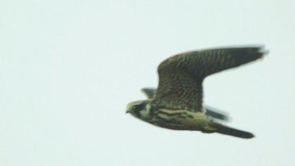 Eurasian Hobby