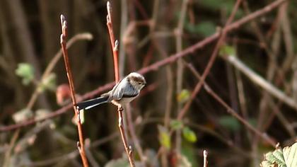 Long-tailed Tit