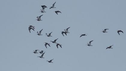 Kervançulluğu