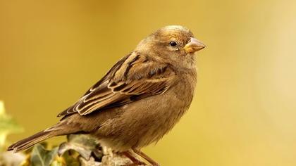 House Sparrow
