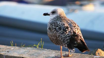 Yellow-legged Gull