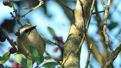 Common Firecrest