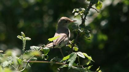 Eastern Olivaceous Warbler