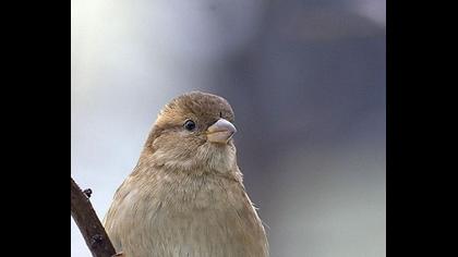 House Sparrow