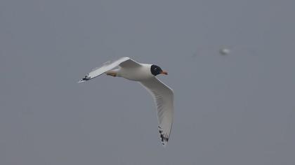 Pallas`s Gull