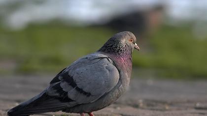 Rock Dove