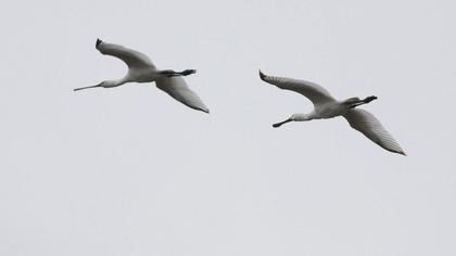 Eurasian Spoonbill