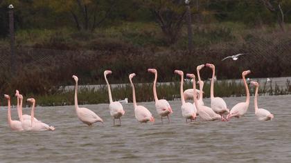 Flamingo