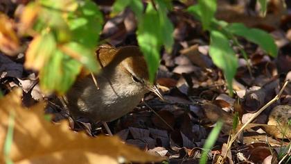 Cetti`s Warbler