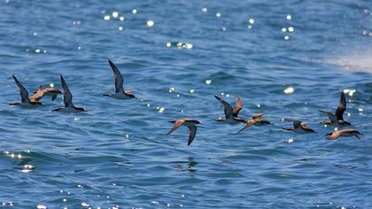 Yelkouan Shearwater