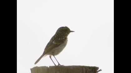 European Stonechat