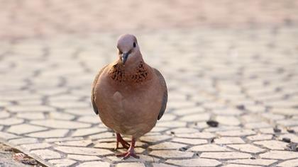 Laughing Dove
