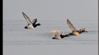 Tufted Duck