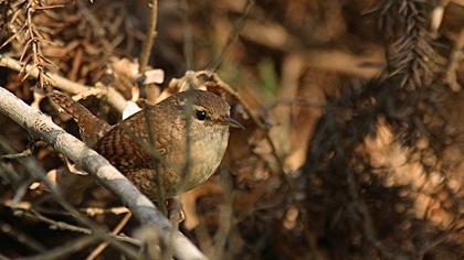 Eurasian Wren