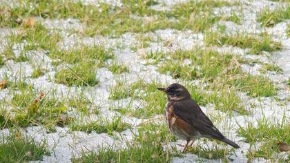 Redwing