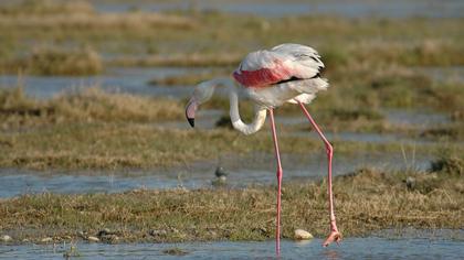Flamingo