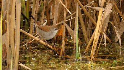 Cetti`s Warbler