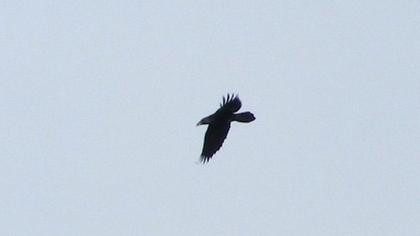 Northern Raven