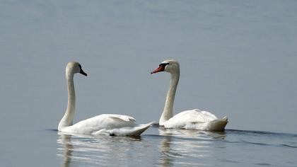 Mute Swan