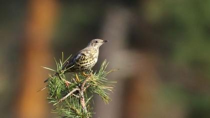 Mistle Thrush