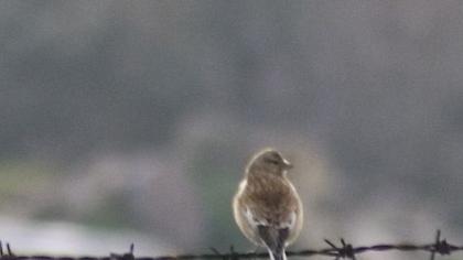 Common Linnet