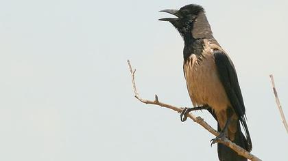 Hooded Crow