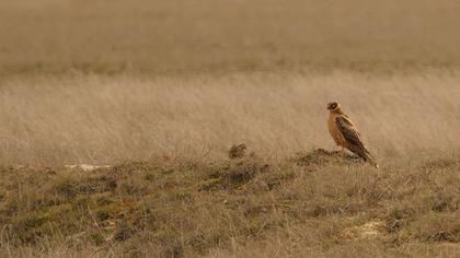 Pallid Harrier