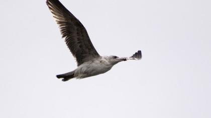 Yellow-legged Gull