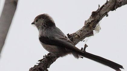 Long-tailed Tit
