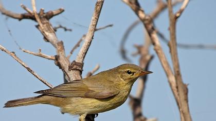 Common Chiffchaff