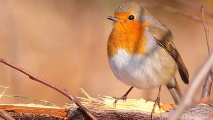 European Robin