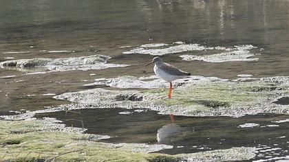 Common Redshank