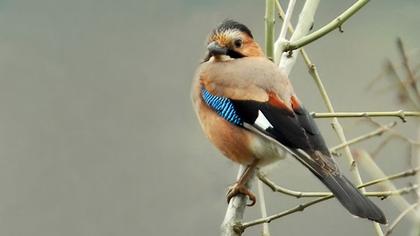 Eurasian Jay