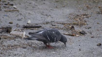 Rock Dove