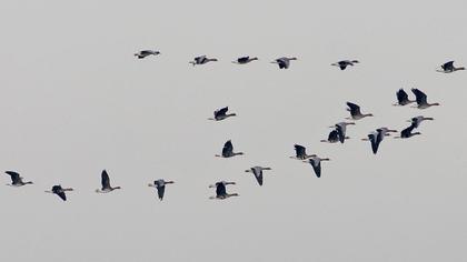 Greater White-fronted Goose