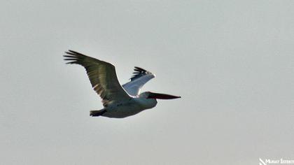 Dalmatian Pelican