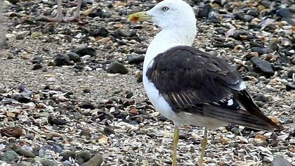 Lesser Black-backed Gull