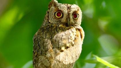Eurasian Scops Owl