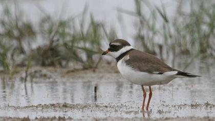 Common Ringed Plover