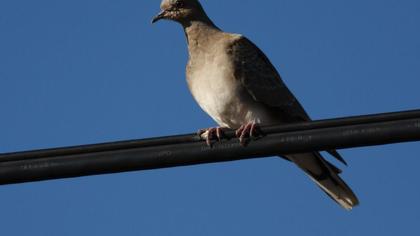 European Turtle Dove