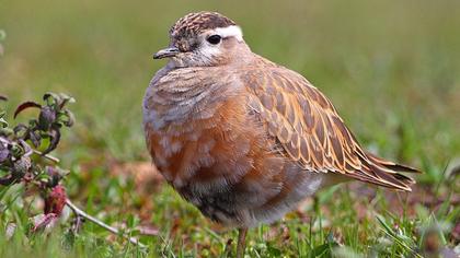 Eurasian Dotterel