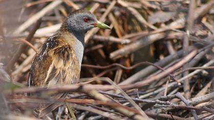 Bataklık suyelvesi