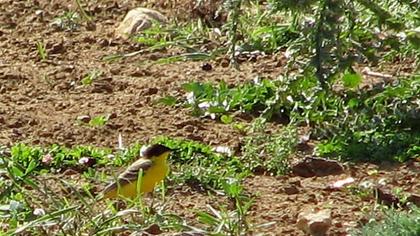 Western Yellow Wagtail