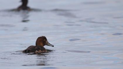 Ferruginous Duck